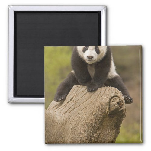 Wolong Panda Reserve China Baby Panda on top Magnet