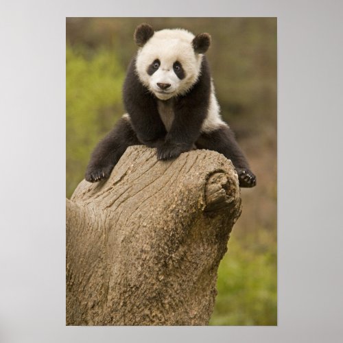 Wolong Panda Reserve China Baby Panda on top Poster