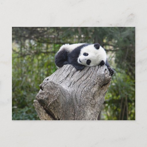 Wolong Reserve China Baby panda asleep Postcard