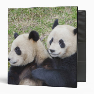 Wolong Reserve, China, Giant panda hugging Binder