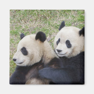 Wolong Reserve, China, Giant panda hugging Magnet