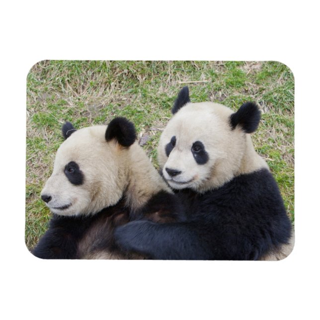 Wolong Reserve, China, Giant panda hugging Magnet (Horizontal)