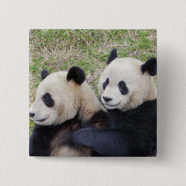 Wolong Reserve, China, Giant panda hugging Pinback Button (Front)