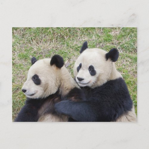 Wolong Reserve China Giant panda hugging Postcard