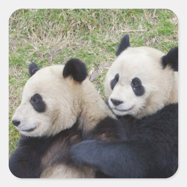 Wolong Reserve, China, Giant panda hugging Square Sticker (Front)