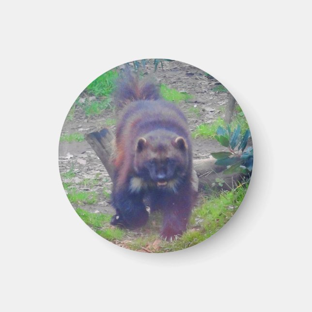 Wolverine #1 Magnet (Front)