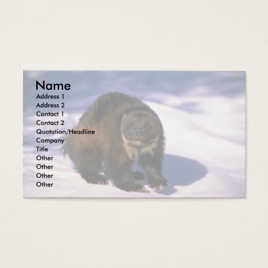Wolverine on snow business card