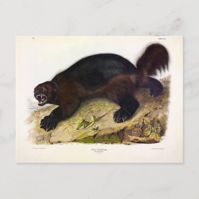 Wolverine or Wolverene (Gulo gulo) by Audubon Postcard (Front)