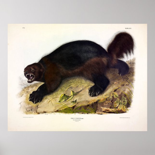 Wolverine or Wolverene (Gulo gulo) by Audubon Poster (Front)