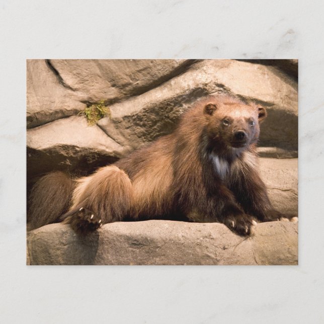 Wolverine Postcard (Front)