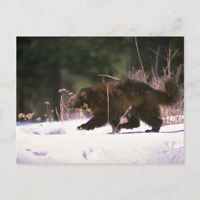 Wolverine running through snow postcard (Front)