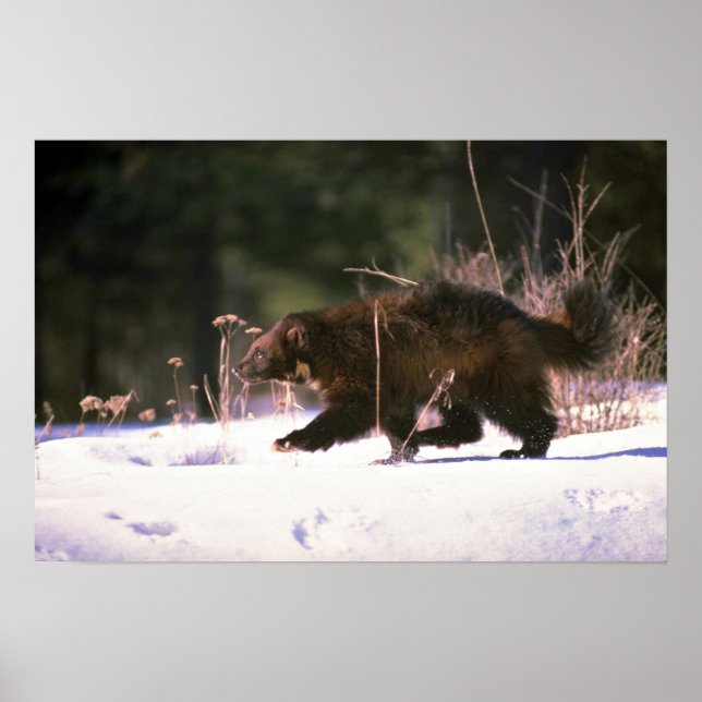 Wolverine running through snow poster (Front)