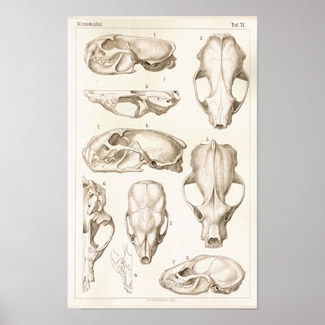 Wolverine Skull Veterinary Anatomy Print (Front)