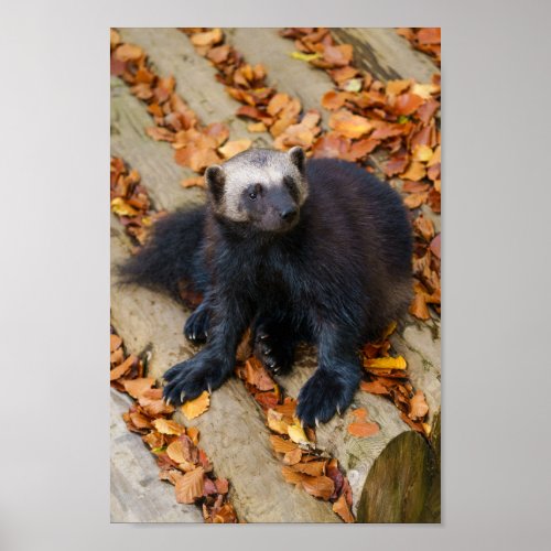 Wolverine With Big Paws Poster