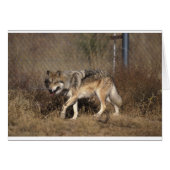 WOLVES (Front Horizontal)