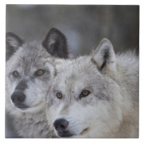 Wolves (Canus lupus) from West Yellowstone. This Ceramic Tile