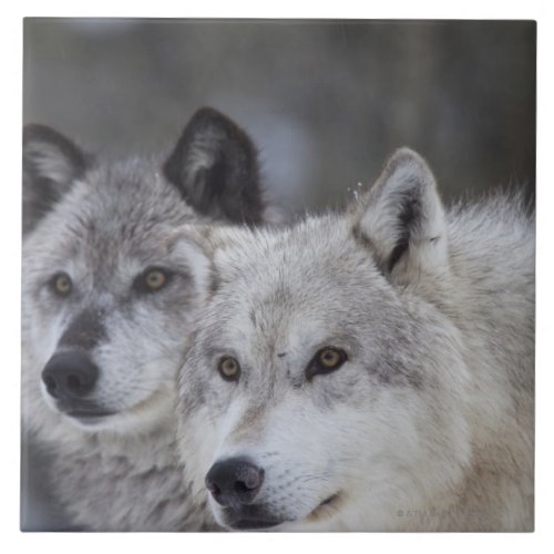 Wolves Canus lupus from West Yellowstone This Ceramic Tile