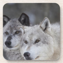 Wolves (Canus lupus) from West Yellowstone. This Coaster