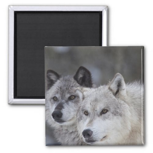 Wolves Canus lupus from West Yellowstone This Magnet