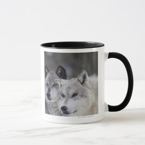 Wolves Canus lupus  West Yellowstone Mug