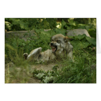 Wolves Cards
