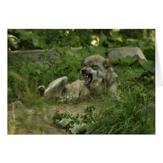Wolves Cards (Front Horizontal)