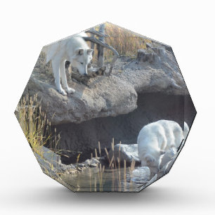Wolves Forest Nature Country Peace Love Animal Award