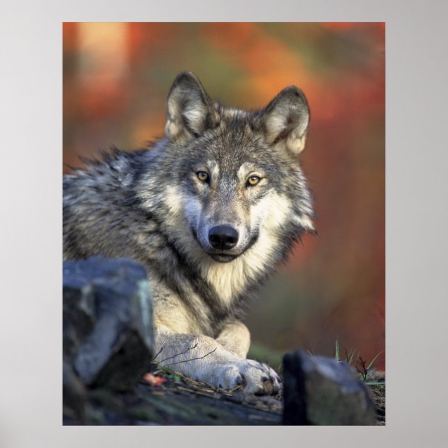 Wolves Gray Wolf Canis_lupus Poster (Front)