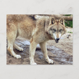 Wolves Gray Wolf Postcard