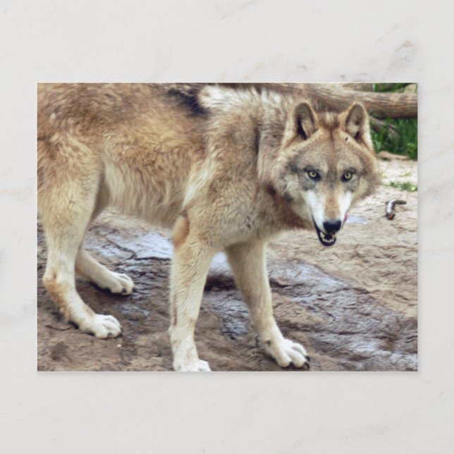 Wolves Gray Wolf Postcard (Front)