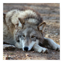 Wolves, Gray Wolf Poster