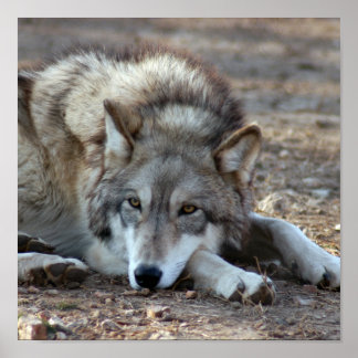 Wolves, Gray Wolf Poster