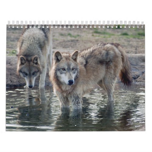 Wolves Grey Wolf Calendar
