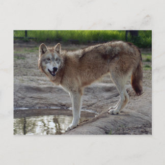 Wolves Grey Wolf Postcard