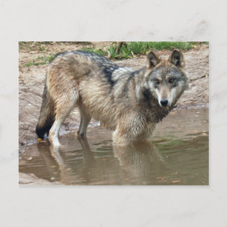 Wolves Grey Wolf Postcard