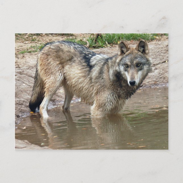 Wolves Grey Wolf Postcard (Front)
