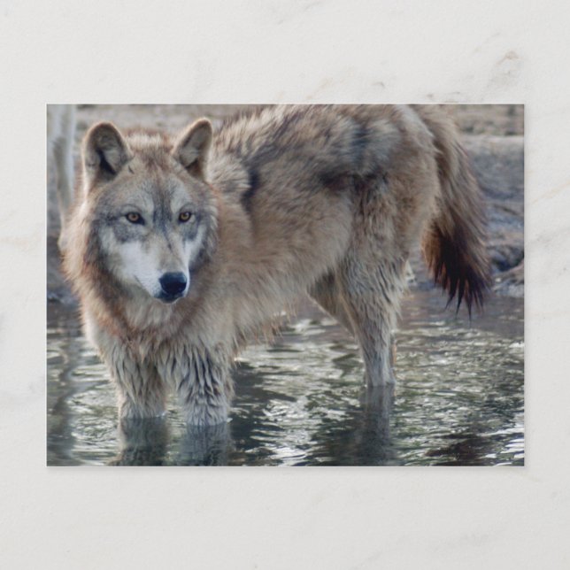 Wolves Grey Wolf Postcard (Front)