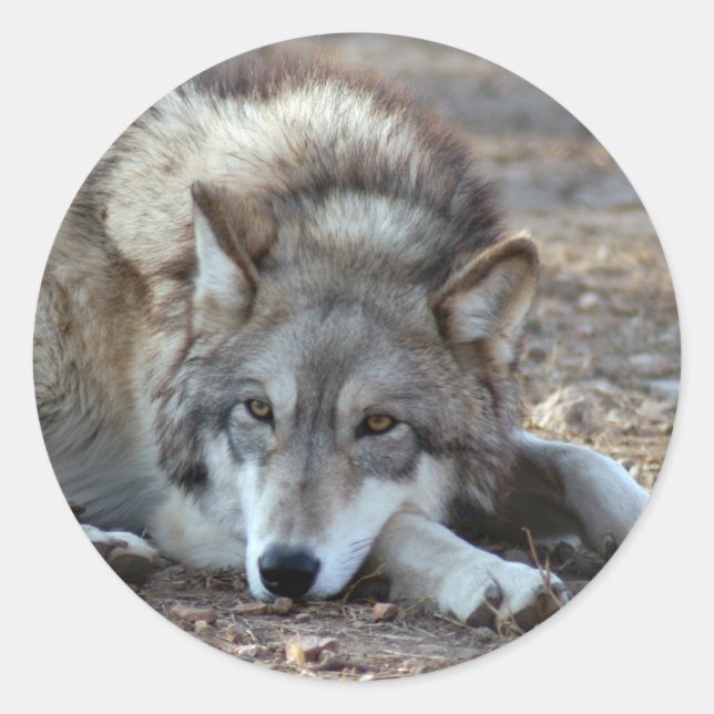 Wolves Grey Wolf Stickers (Front)