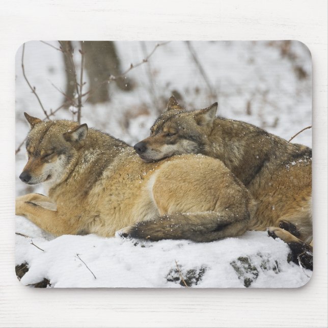 Wolves in the Bawarian Wood Mouse Pad (Front)