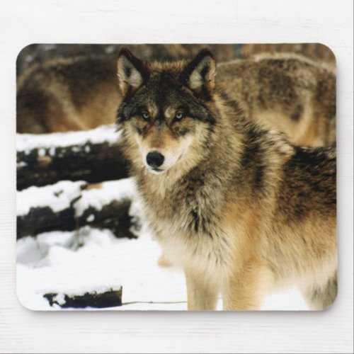 Wolves in The Snow Mouse Pad