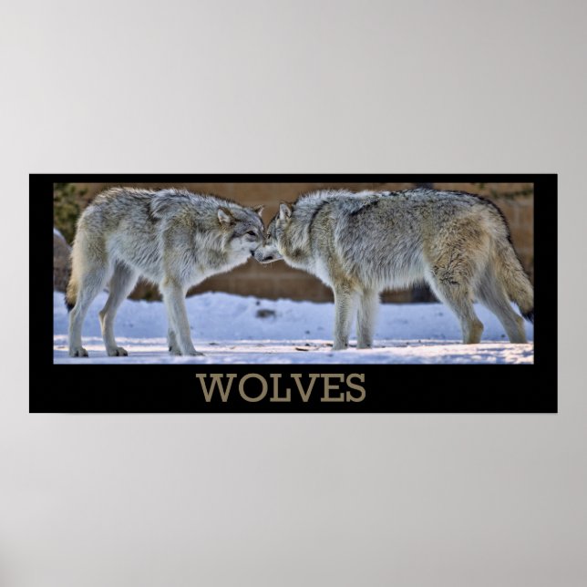 Wolves Of Yellowstone Poster (Front)