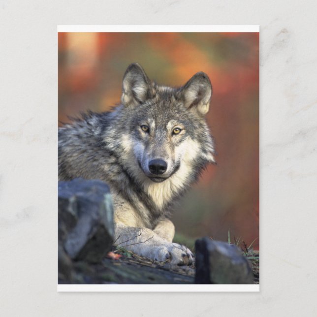 Wolves Postcard (Front)