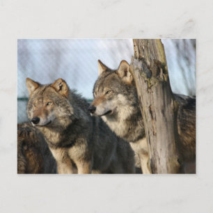 wolves postcard