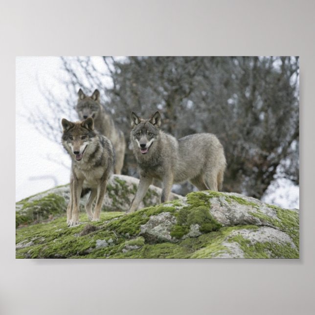 WOLVES POSTER (Front)