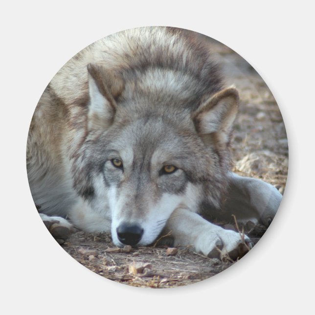 Wolves Wolf Magnet (Front)