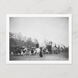 Woman and Boy with Bullwhackers in Ox Train Postcard