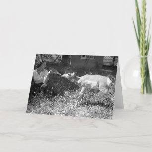 Woman bottle feeding an antelope. card