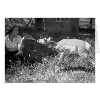 Woman bottle feeding an antelope cards