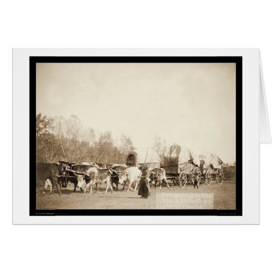 Woman Bullwhacking Oxen SD 1887 (Front Horizontal)