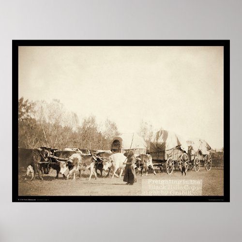 Woman Bullwhacking Oxen SD 1887 Poster